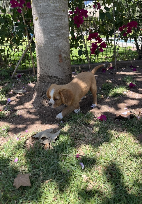 Cavalier King Charles croisé
