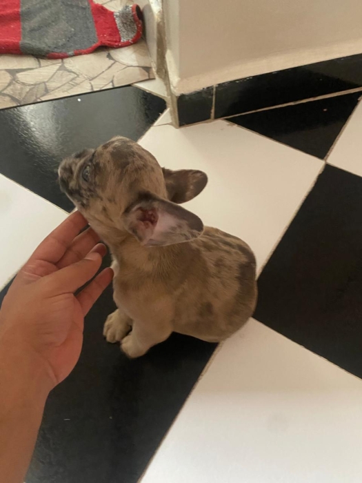 Chiot Bouledogue Français Merle