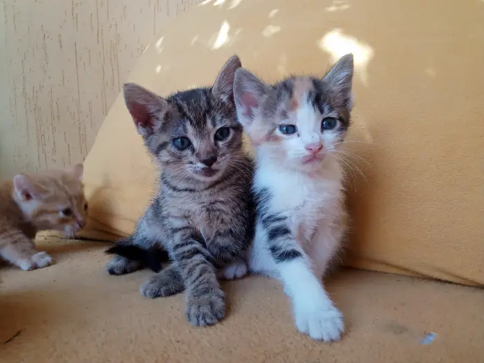DONNE CHATONS POUR ADOPTION