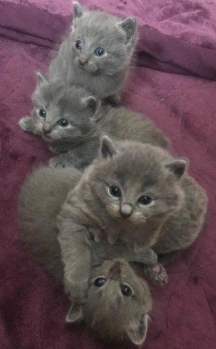 Origines du Bleu russe ou Russian Blue