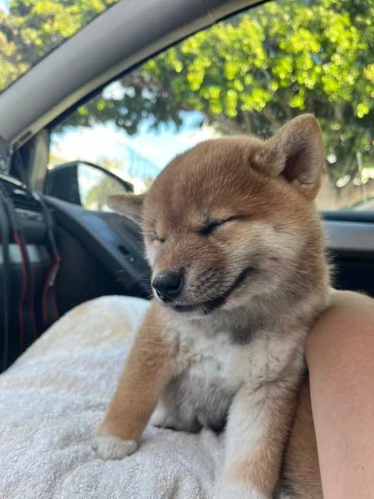 Shiba Inu Pédigrée Pure Race