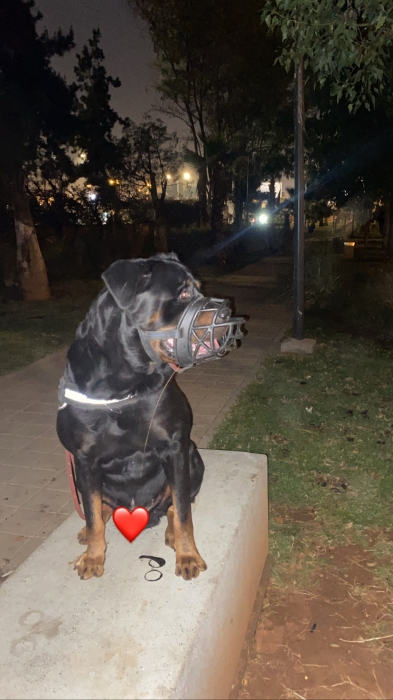 Chien male rottweiler bien dresser