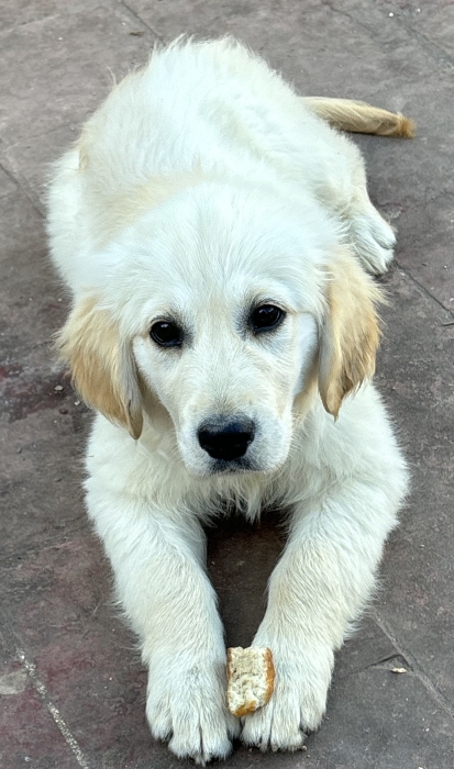 Chiot golden retriever