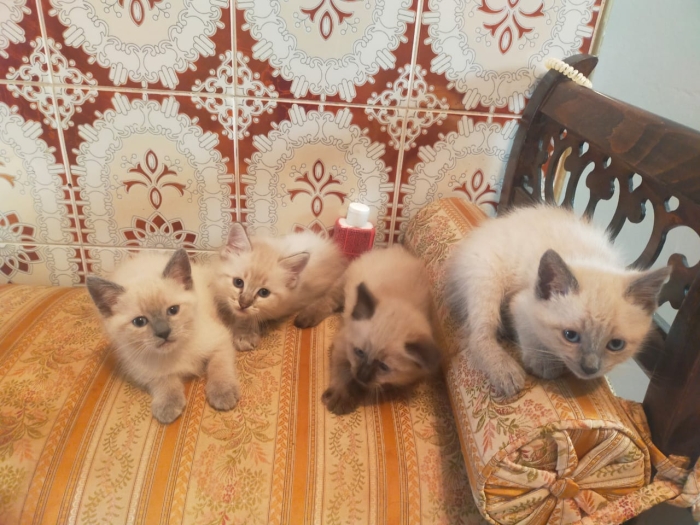 Chatons siamois croisés