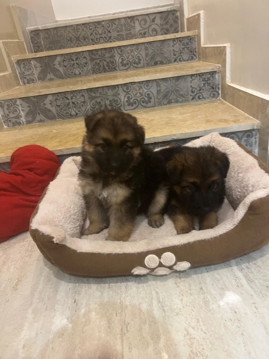 Berger Allemand poile long 💥