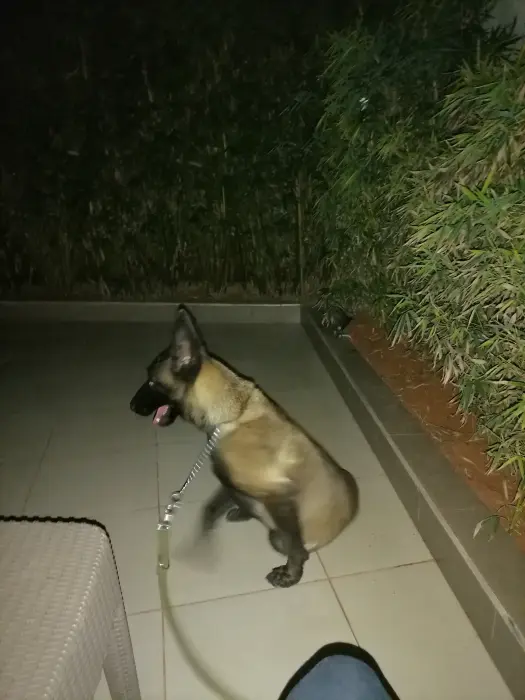 Chienne malinois