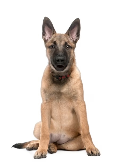 Malinois