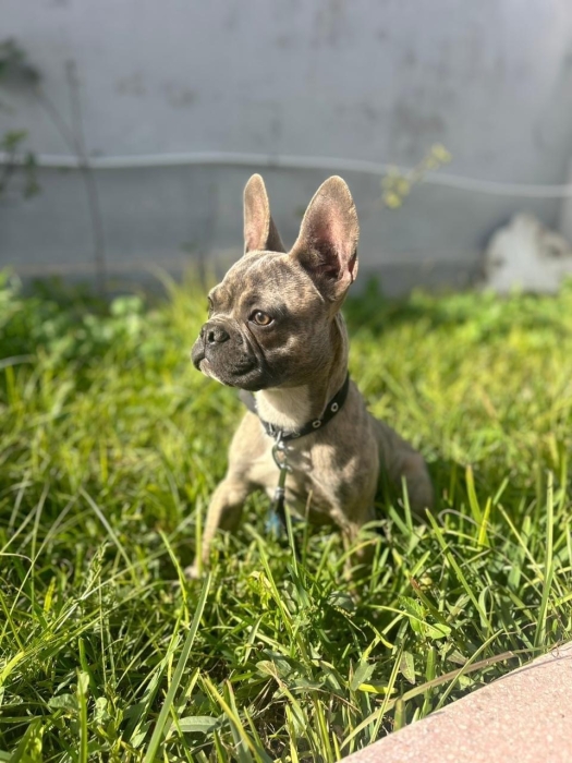 Bouledogue français merle