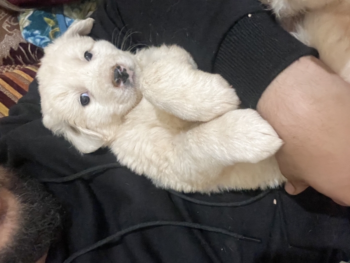 Chien de montagne de l’atlas