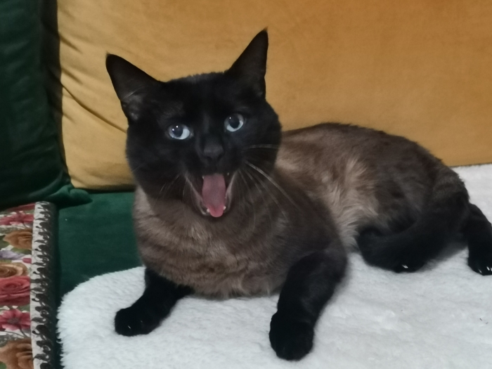 Mino chat siamois noir