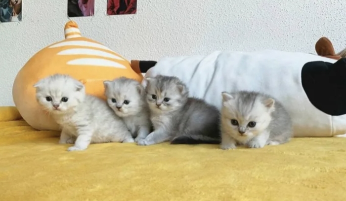 Chatons Scottish fold , straight