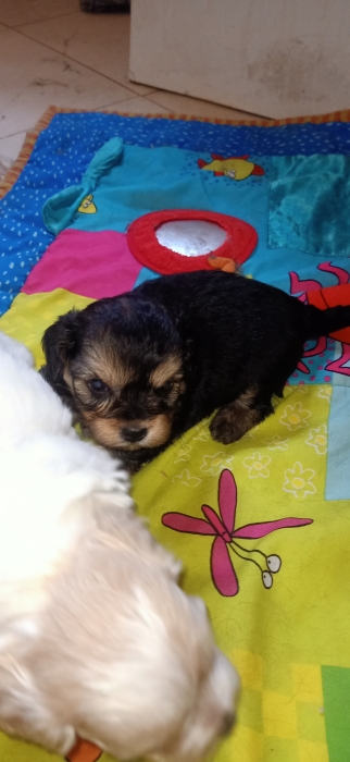 Bichon maltais havanes