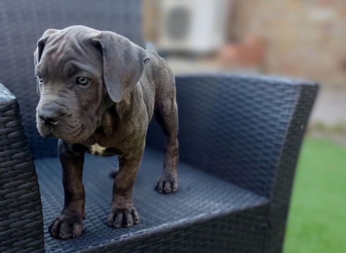 Cane corso