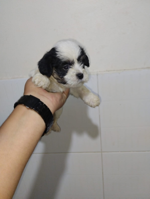 Bichon Havanais 🎊