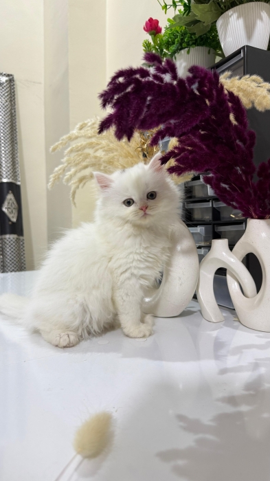 Highland fold & Scottish Pedigree