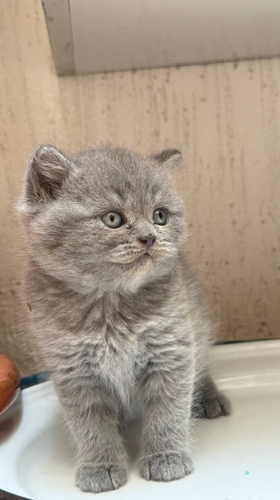 Scottish fold & british