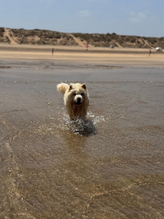 Chow Chow blanche cherche à être adoptée