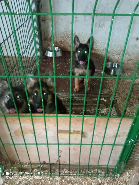 Portée Berger Allemand PEDIGREE