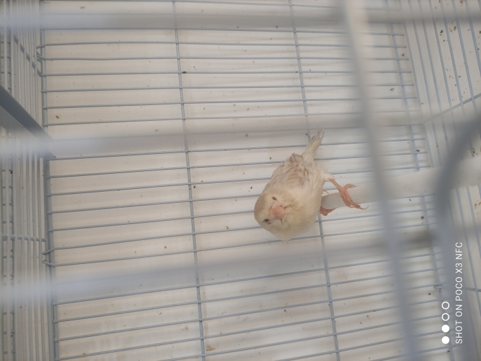 ،كوبلا ساتيني بلان زيو روج  المال 2022 شيمال و الفمال 2022 انتونسيف