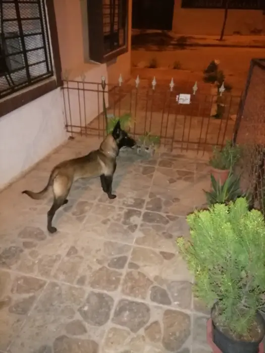 Chienne malinois