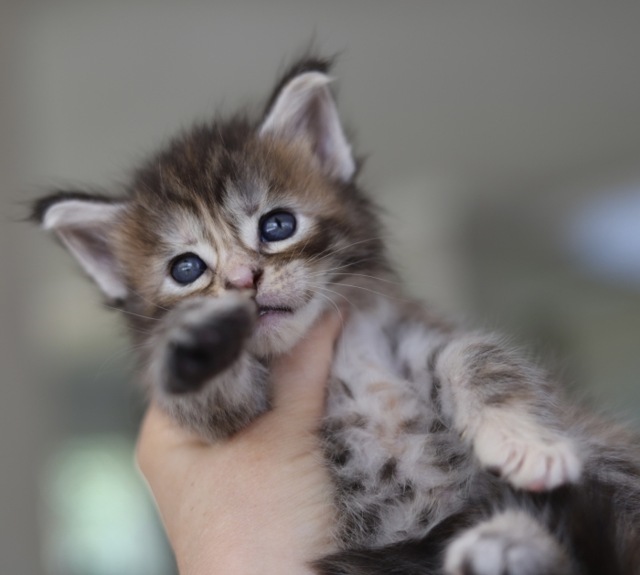 Chaton maine coon black silver tabby