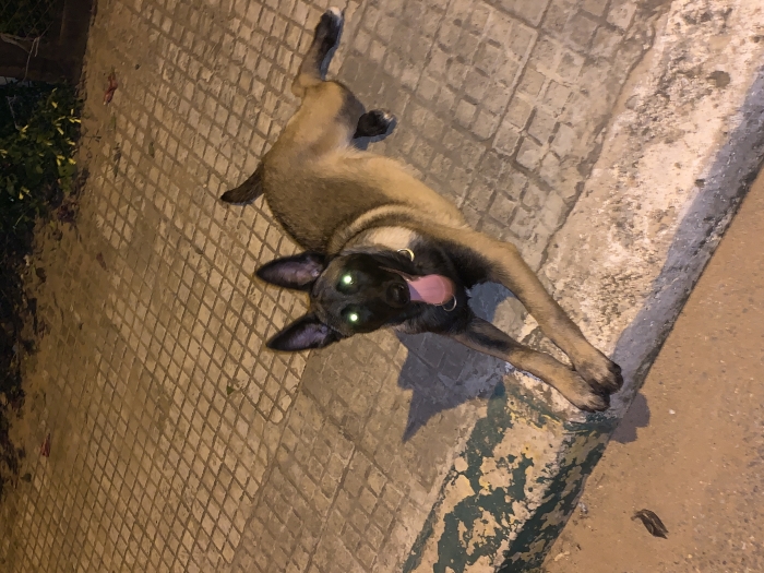 Malinois