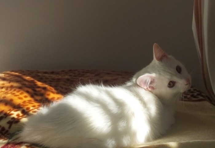 Yuki cherche une famille pour la vie