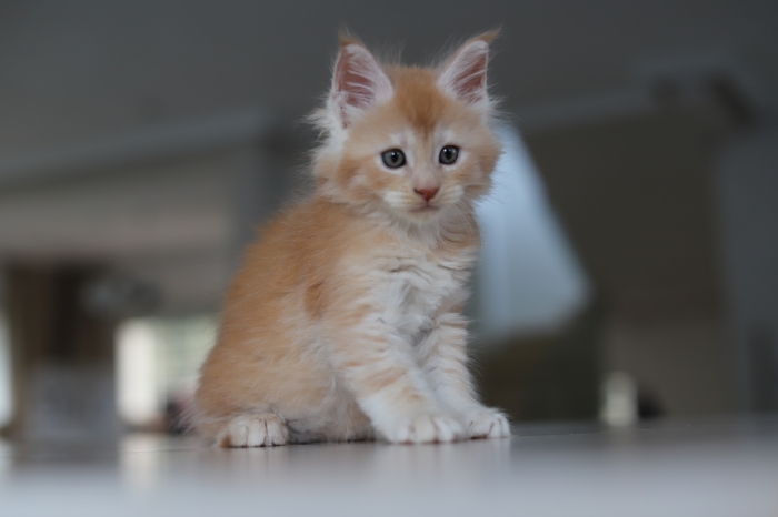 Maine coon Red smoke / red silver / black tortie smoke pedigree