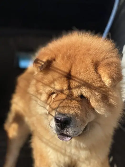 Chow chow