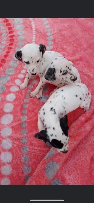 dalmatien