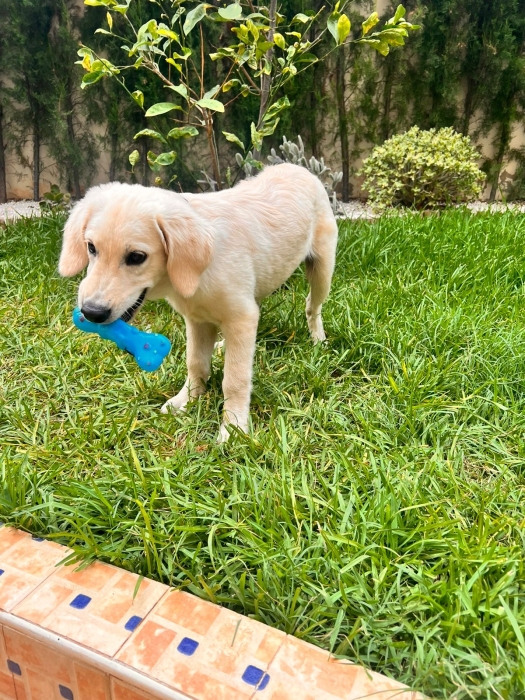 Chien golden retriever