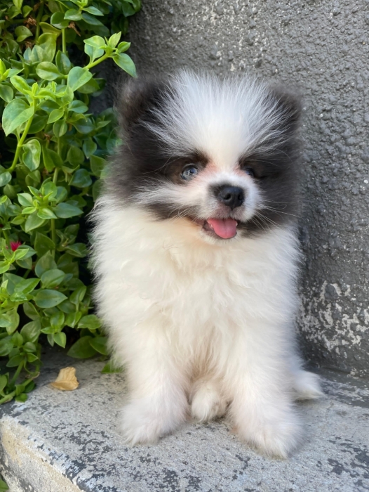 spitz pomeranian panda