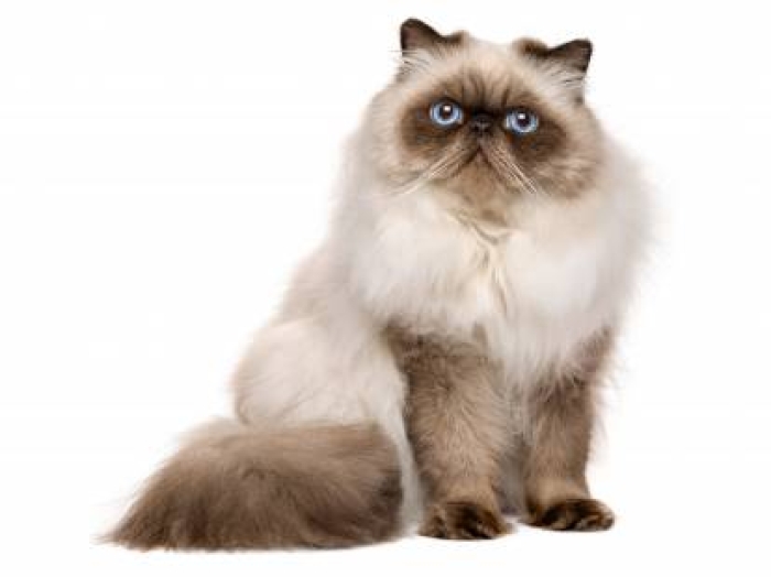 Chatte persan himalayen de pure race