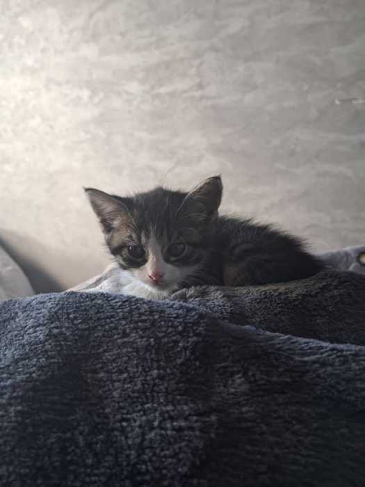 Chat 2 mois. race normale