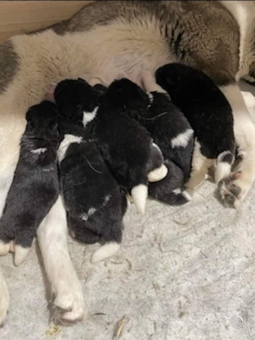 Disp chiot akita américain top d top