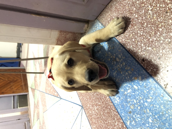 Chiot labrador golden