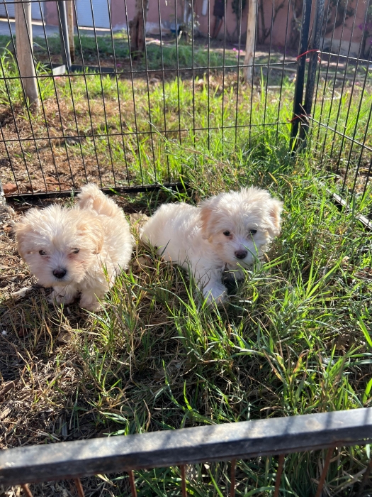 Bichon Havanais 🎊