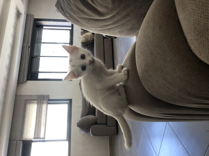 Des chats à adopter