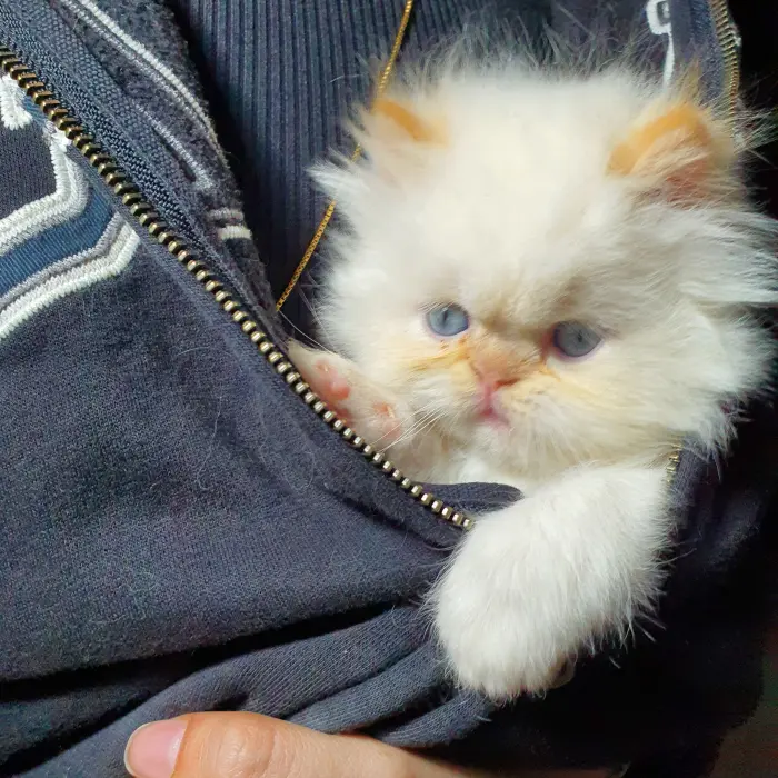 Chattons Persans Imalaya