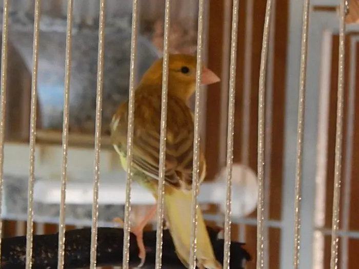 10 Canaris Timbrado Vert isabel Orange a Petite Prix