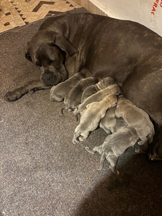 Belle portée de 9 Cane Corso