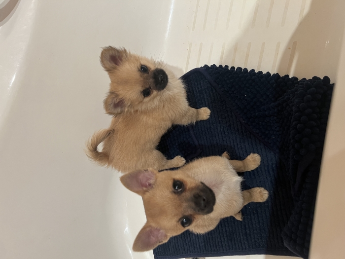 Adorables Chiots Pomchi des perles Rares