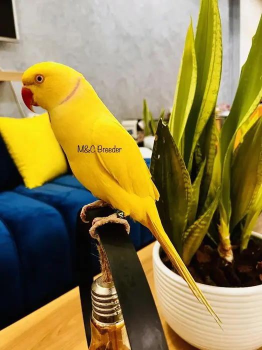 Perruche à collier lutino