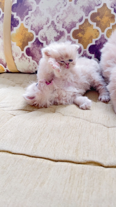 Chaton persan chinchilla presque 2 mois