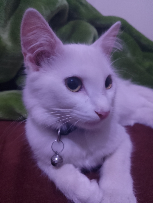 Jolie chatte blanche à offrir