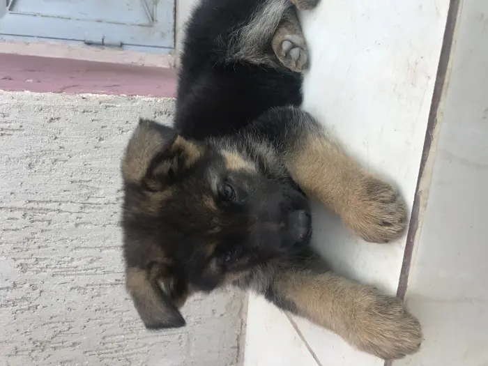 Chiot berger allemand à vendre