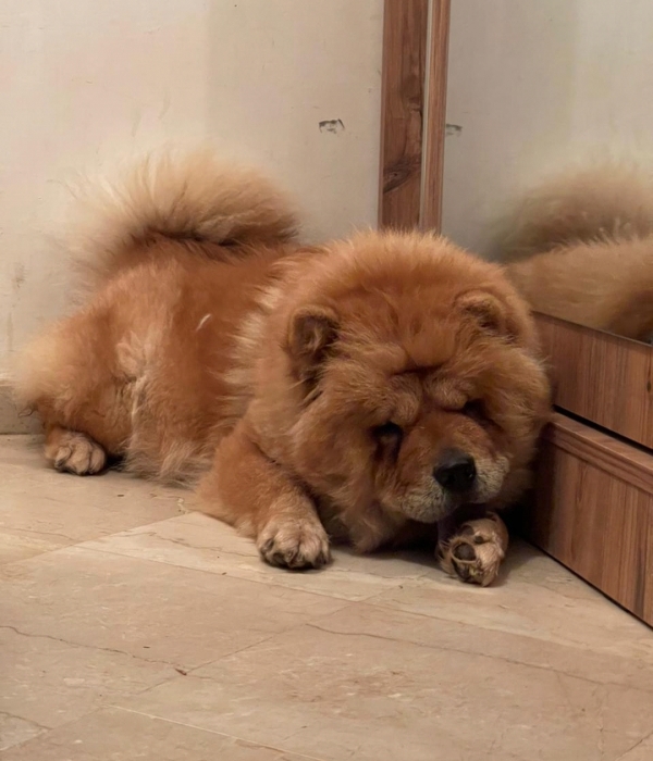 Chow-Chow