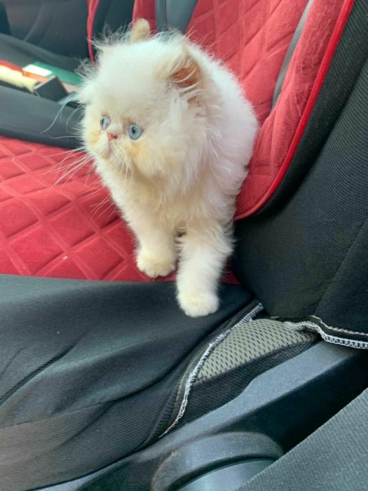 Chatons Persan à vendre