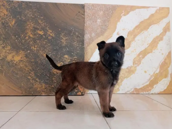 femelle malinois pur race age de 42 jour