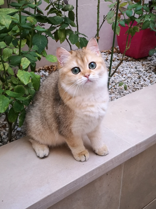 British shorthair